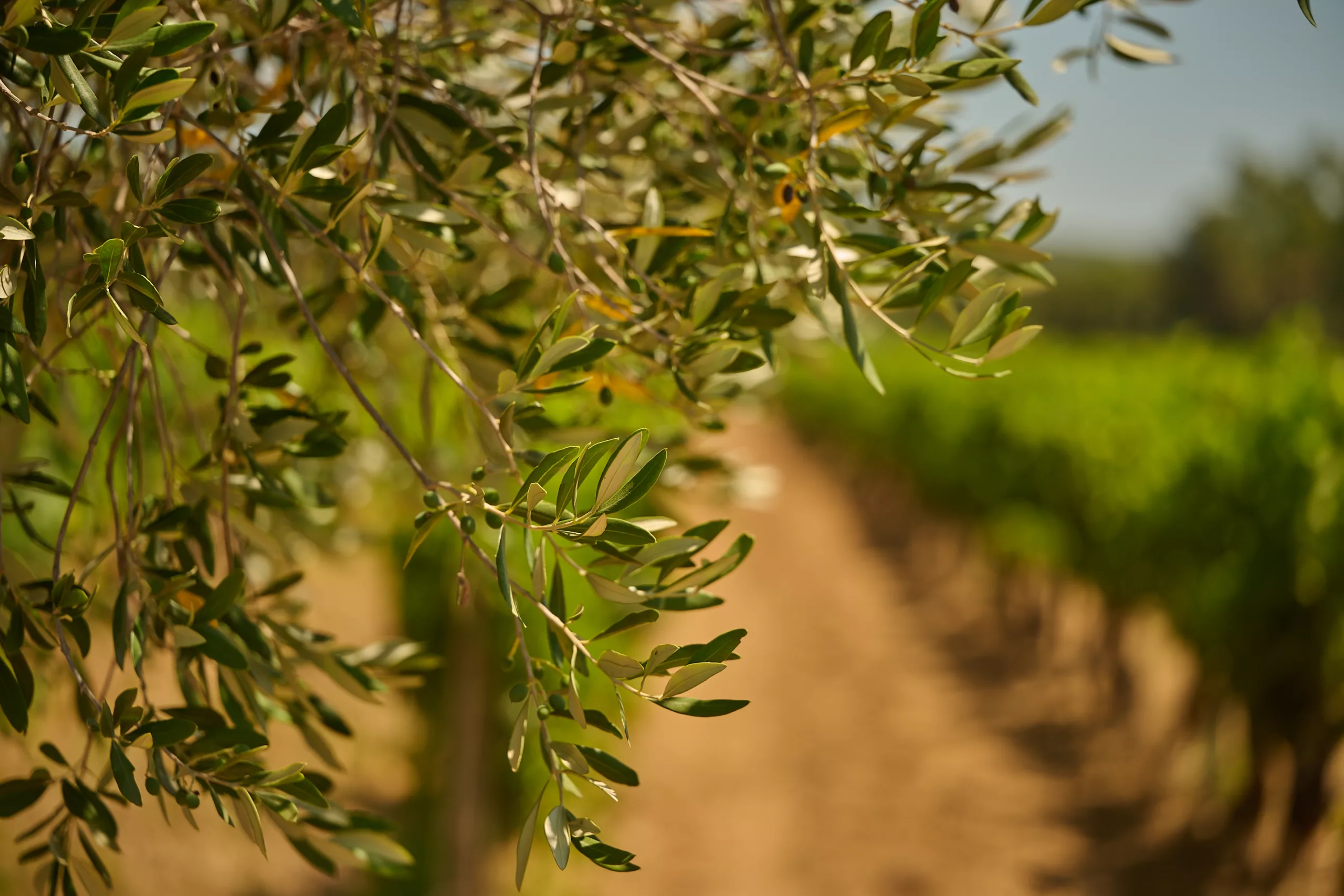 oliviers de provence
